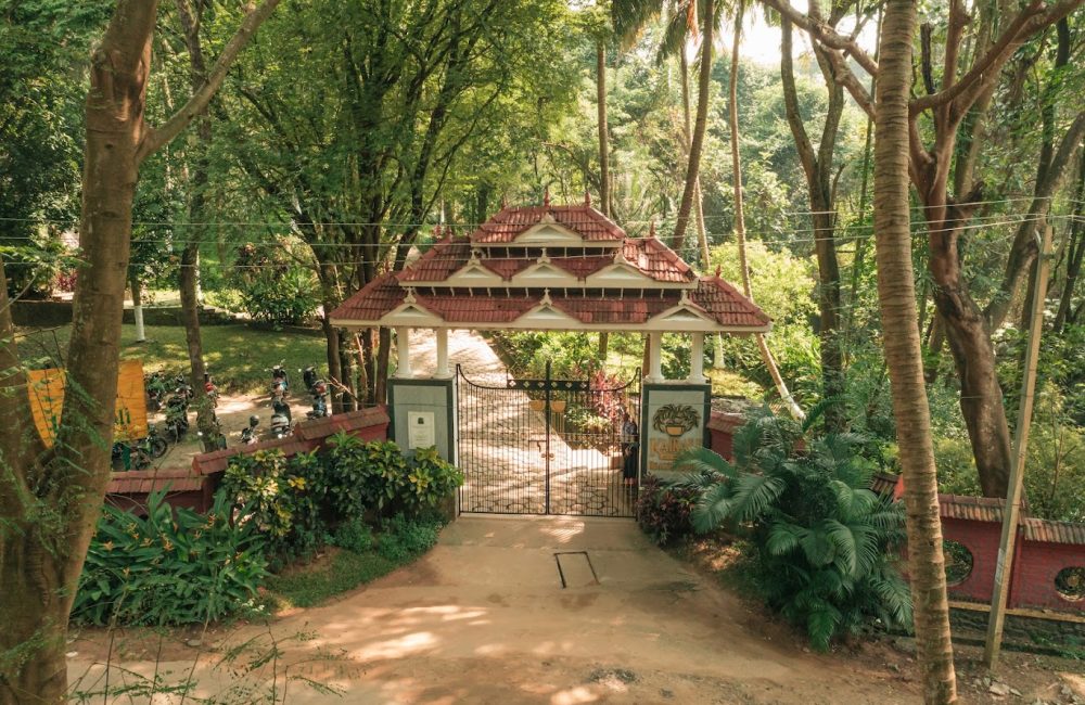 holistic wellness through ayurveda