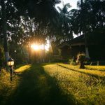explore lush greenery of the healing village