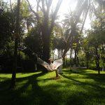 Solo female traveler relaxing on a hammock beneath coconut palms at Kairali Ayurvedic Retreat in Kerala, India, sun-dappled lawn and lush greenery.