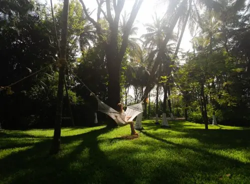 Person relaxing on a hammock beneath coconut palms at Kairali The Ayurvedic Healing Village, Kerala, India, in soft morning light.