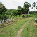 A lush green garden with a grassy path, palm trees, white fence borders, and a small shelter in the distance.