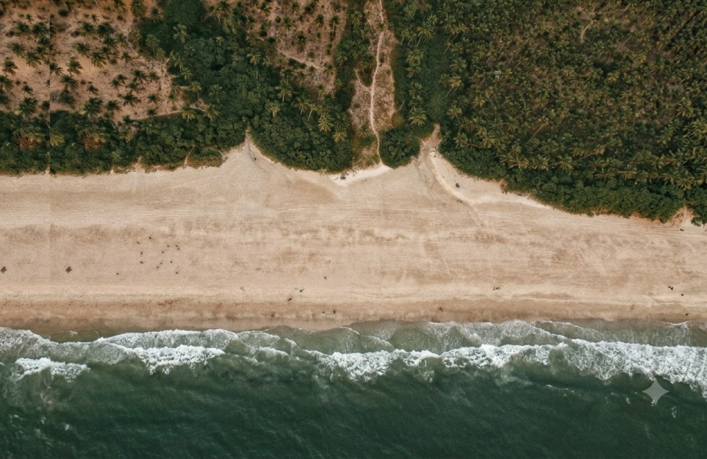 Aerial view of a palm-lined sandy beach and gentle ocean waves, highlighting relaxing things to do in Agonda, South Goa.